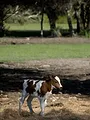 Les cowboys des marais