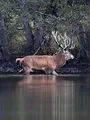 Sa majesté le cerf