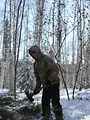 Alaska : nouvelle vie
