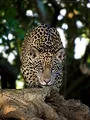 Wild Brazil