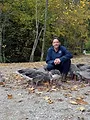 La vie cachée des oies cendrées