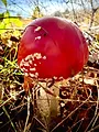 L'amanite tue-mouche : Champignon mythique ou toxique ?