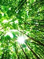 Le Chant des forêts