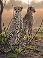 Dynasties animales