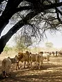 Les gardiens de l'eau