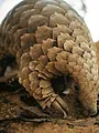 Mission pangolin : Retour à la vie sauvage