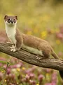 Natural World