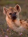 Dynasties animales