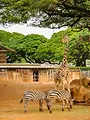 Une saison au zoo