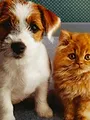 Chiens et chats sans collier
