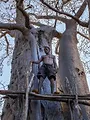 Mamody, le dernier creuseur de baobabs
