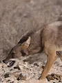 Sur la piste des chiens sauvages d'Afrique