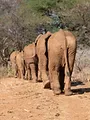 Bébés éléphants, l'espoir de Reteti