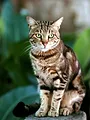 La vie secrète des chats