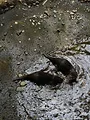 Au coeur du zoo de New York