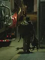 To Catch a Smuggler: Tropical Takedown