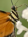 Les papillons, ces super héros de la nature