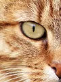 La vie secrète des chats