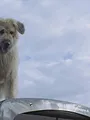Kosmoo S2 E4
