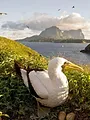 Lord Howe, la renaissance de l'île-sanctuaire