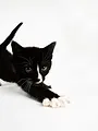 Hell's Cats