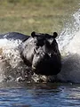 Les animaux déraillent