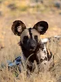 Sur la piste des chiens sauvages d'Afrique