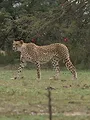 Kenya : au rythme des pluies