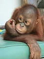 Super Smart Animals