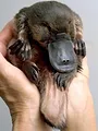 Australie, l'énigmatique ornithorynque