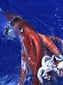 A la recherche du calamar géant