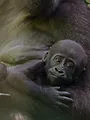 Afrique, terres de vie