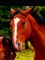 Au galop ! Une saison à cheval