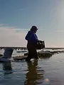 Le golfe de Californie