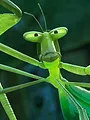 Kung Fu Panda : Les pattes du destin S2 E11