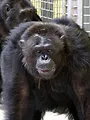 Chimpanzé made in USA