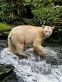 L'année de l'ours