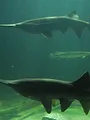 Bêtes de poissons