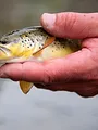 Québec à vol d'oiseau