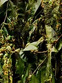 Les animaux, sauveurs des forêts tropicales