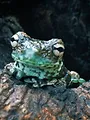 La fabuleuse aventure des amphibiens