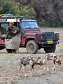 Sur la piste des chiens sauvages d'Afrique