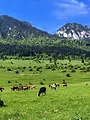 Roumanie : ce bon maréchal-ferrant