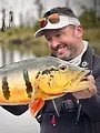Peacock Bass, prédateur amazonien