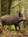 Cuisine de chasseur