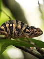 Traqueur de serpents