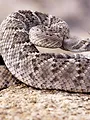 Traqueur de serpents