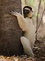 Afrique, terres de vie