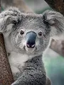 La magie de l'Australie