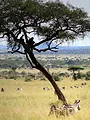 Homo sapiens, les nouvelles origines